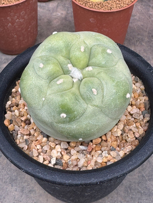Lophophora diffusa – Peyote Cactus (Seed Grown, 4-5 cm, Own Root) 8 years old