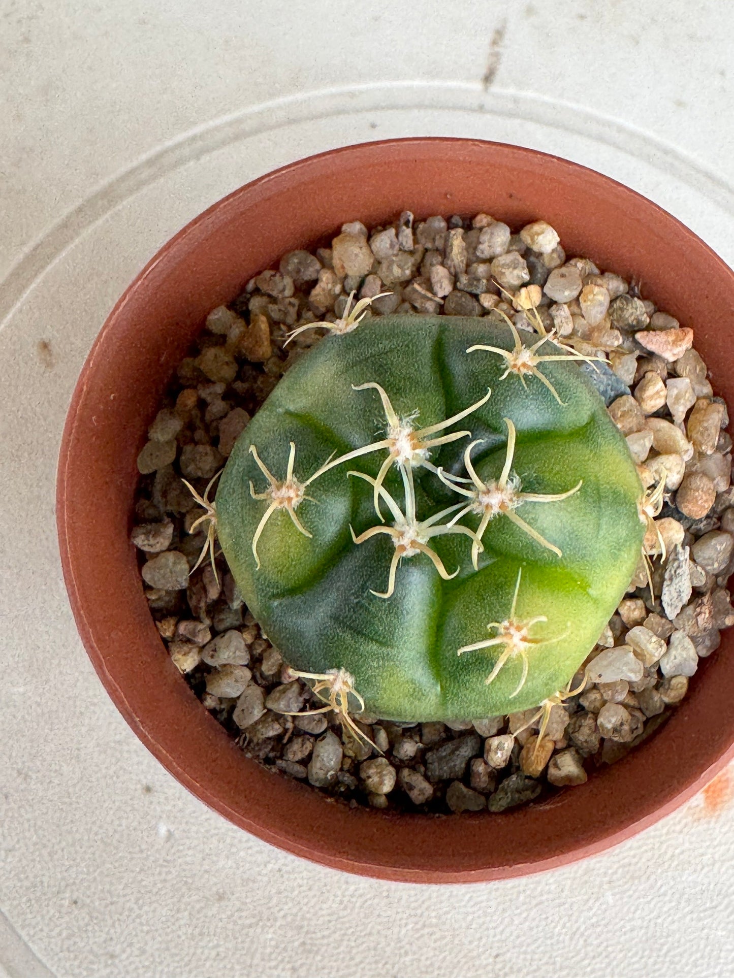 Gymnocalycium 'Kaiomaru' Variegated | Premium Seed-Grown Spider Spine Cactus
