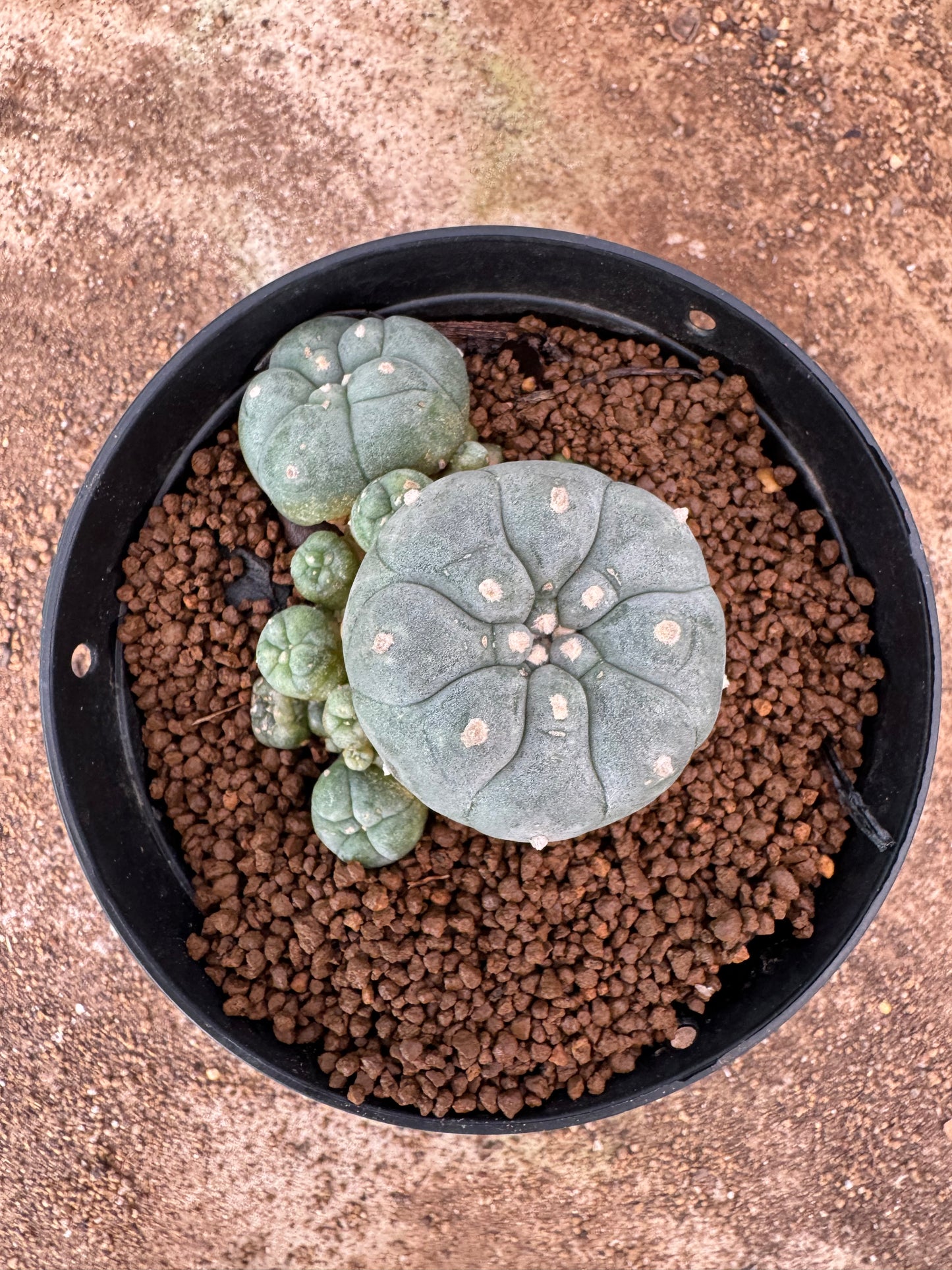 Lophophora williamsii – Peyote Cactus (6–7 cm, Own Root)