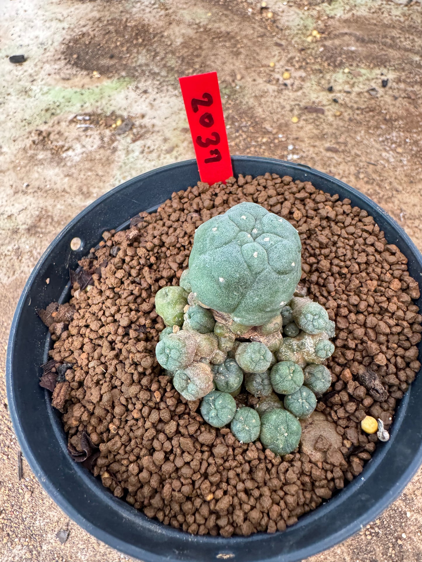 Lophophora williamsii – Peyote Cactus (4-6 cm, Own Root)