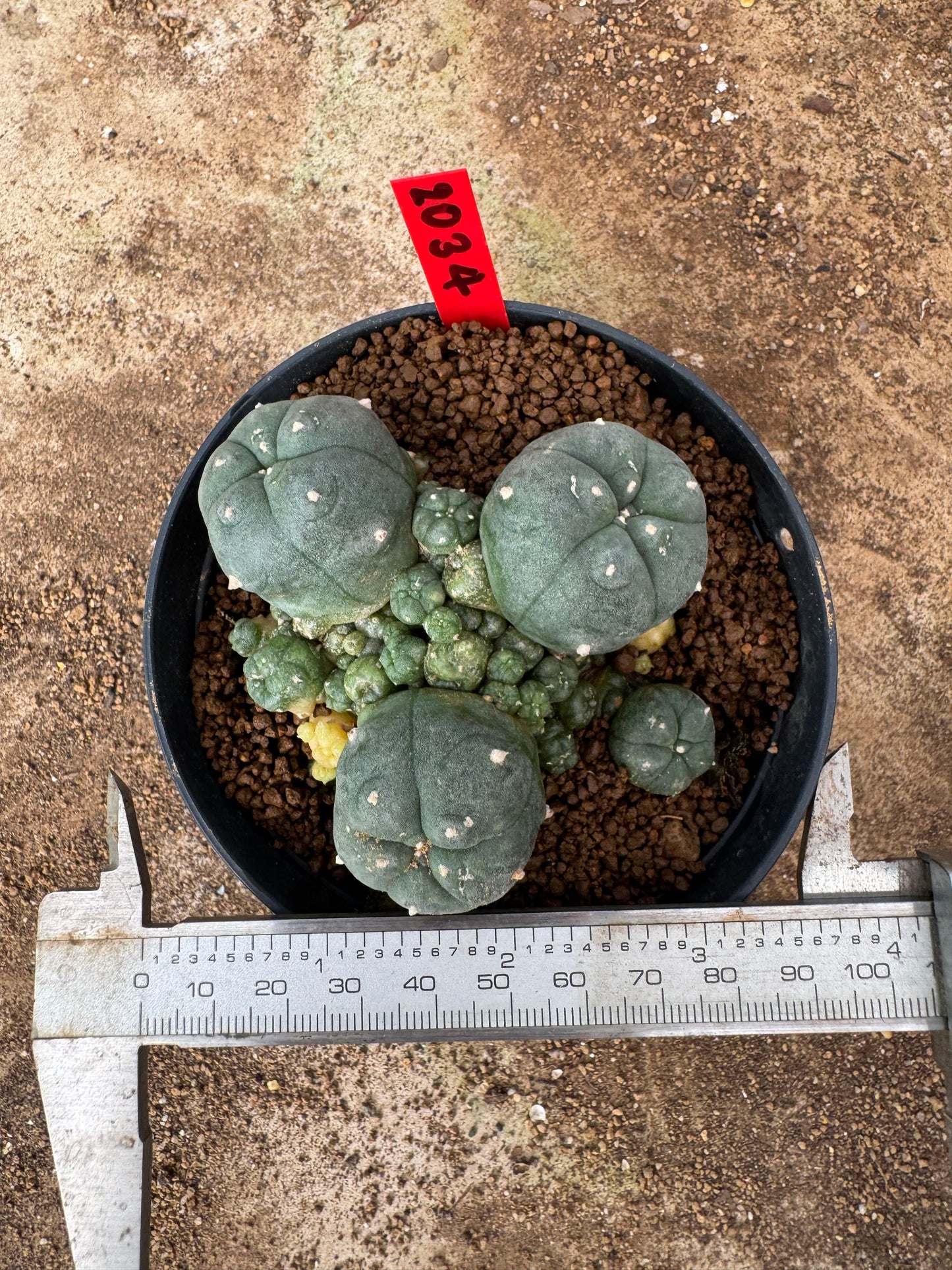 Lophophora williamsii – Peyote Cactus (4-6 cm, Own Root)