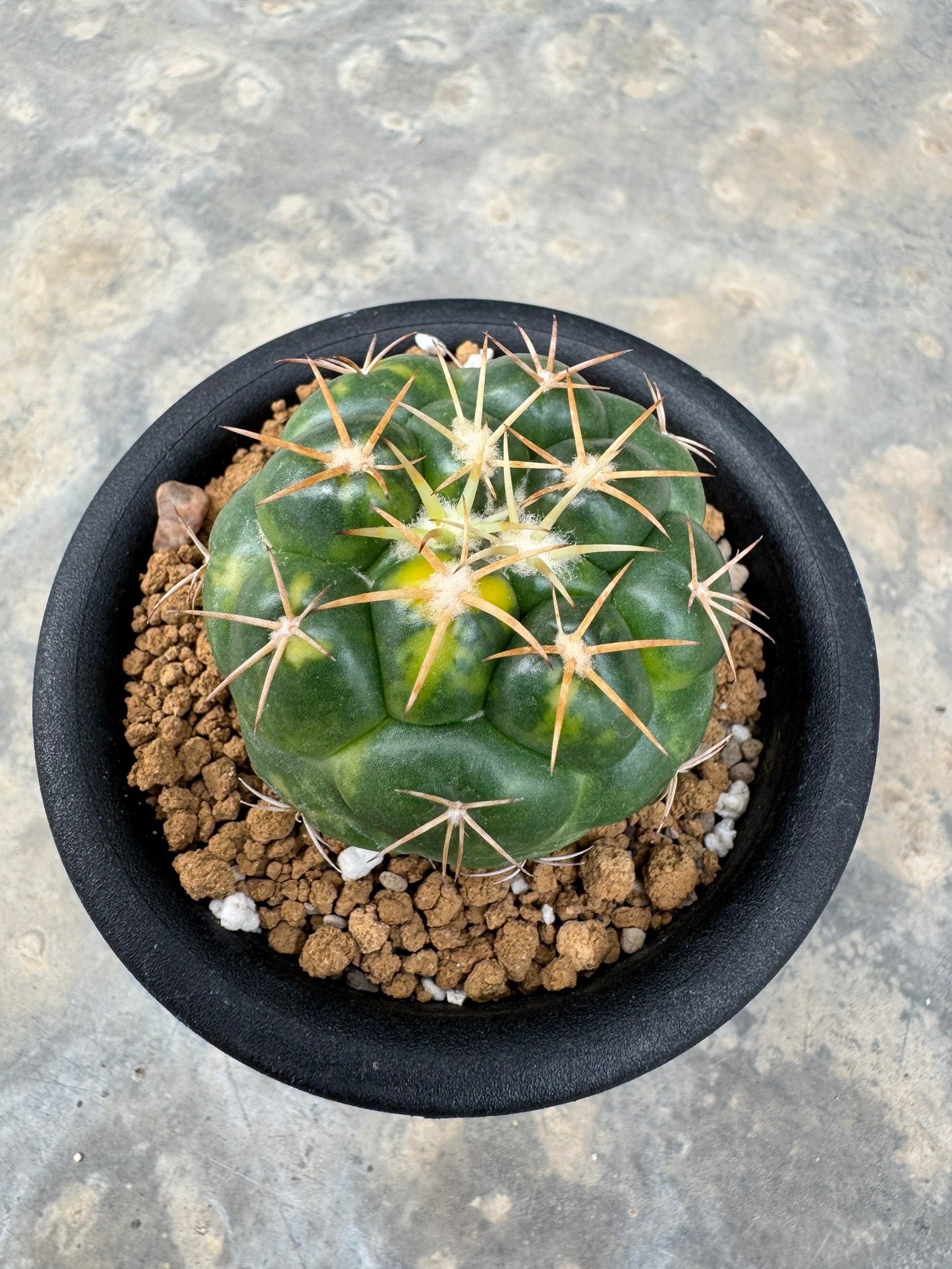 Coryphantha elephantidens | Well-Rooted Cactus Cutting (Large Tubercle Form)