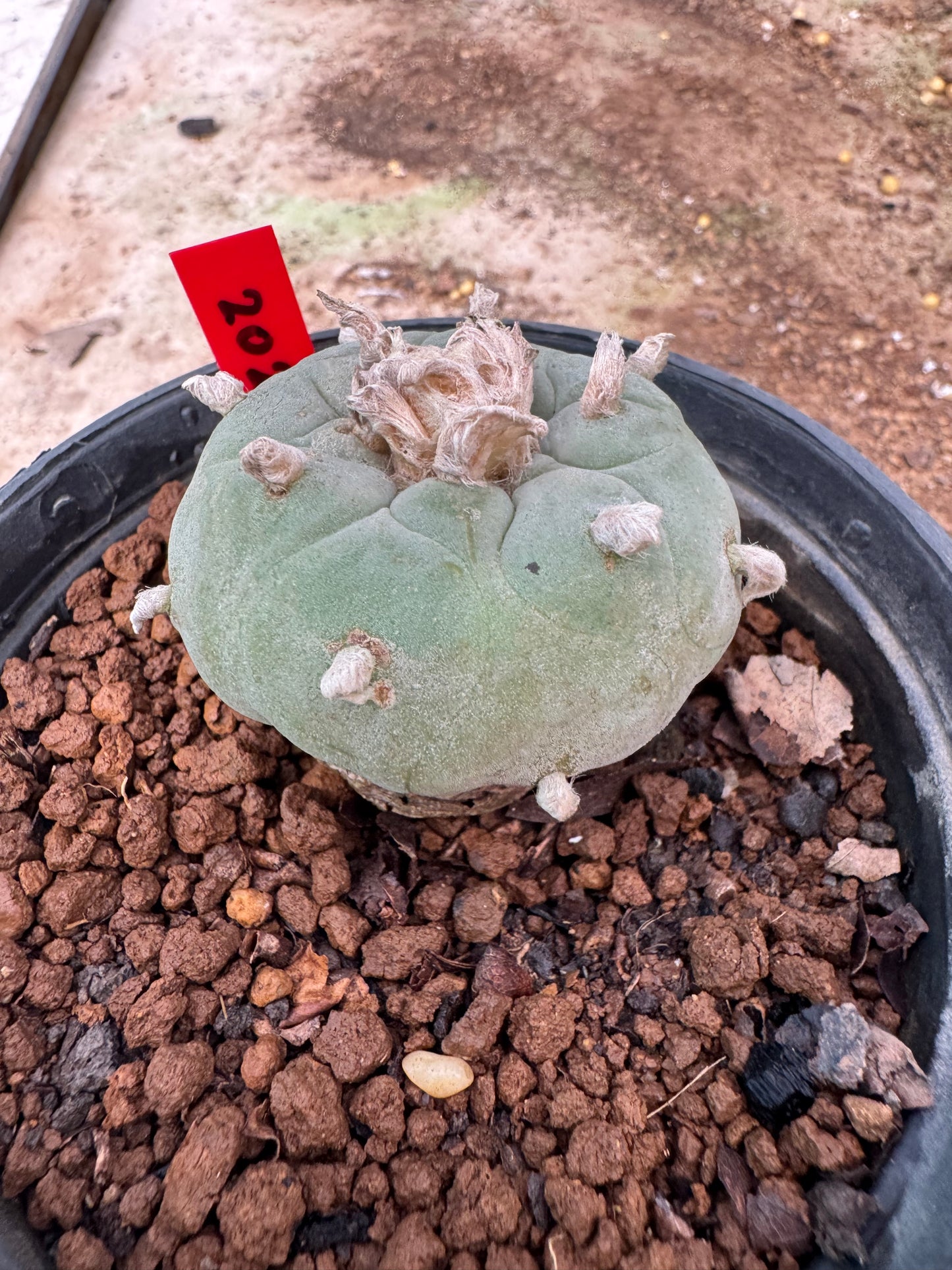 Lophophora williamsii – Peyote Cactus (6–7 cm, Own Root)
