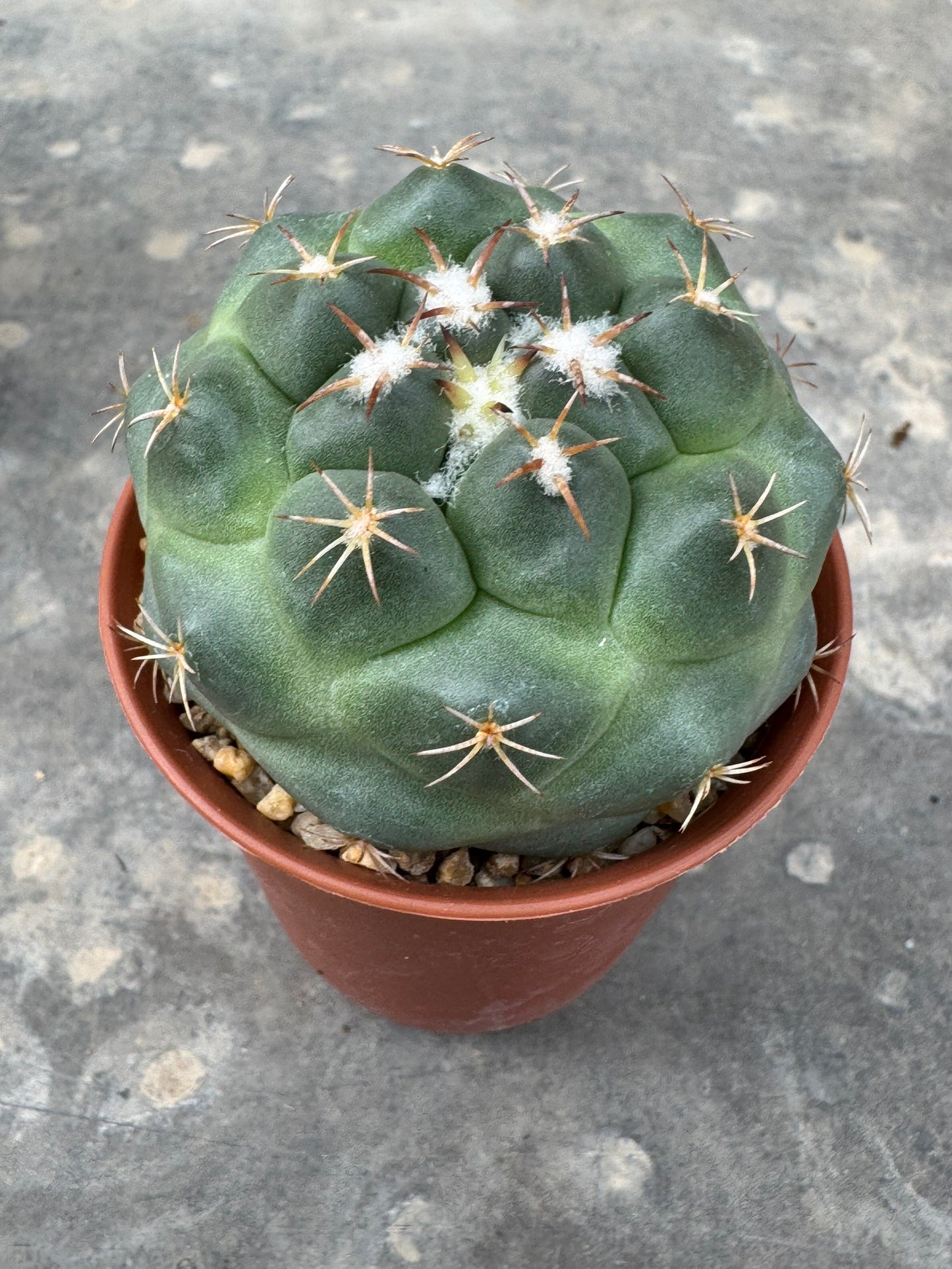 Coryphantha bumamma 'Green' (Japan Clone) – Premium Rooted Offshoot