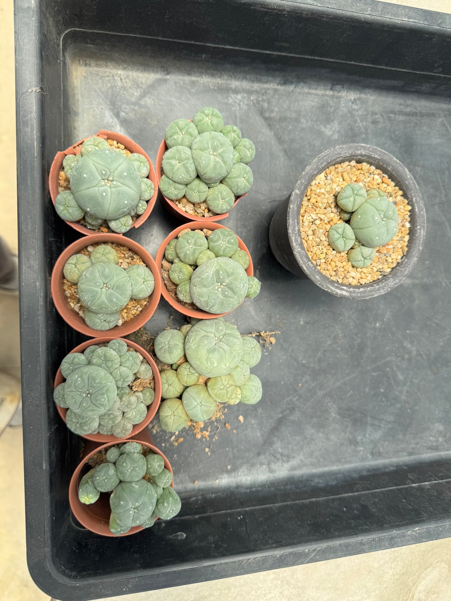 8 plant Aesthetic Lophophora williamsii f. caespitosa (Seed-Grown) – Perfect Form