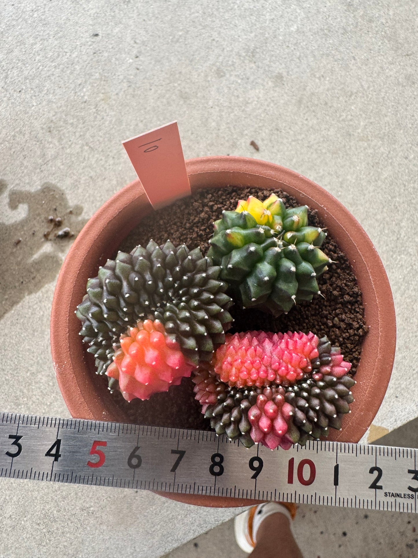 Gymnocalycium Cristata Variegated | Spineless & Seed-Grown Premium Cactus (Copy)