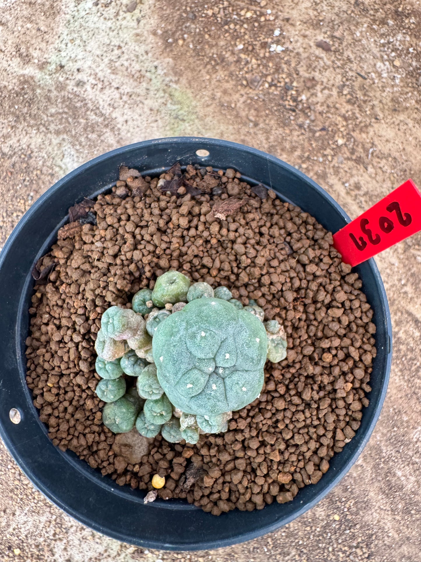 Lophophora williamsii – Peyote Cactus (4-6 cm, Own Root)