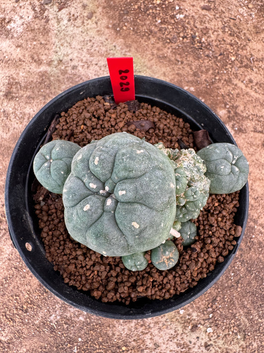 Lophophora williamsii – Peyote Cactus (6–7 cm, Own Root)