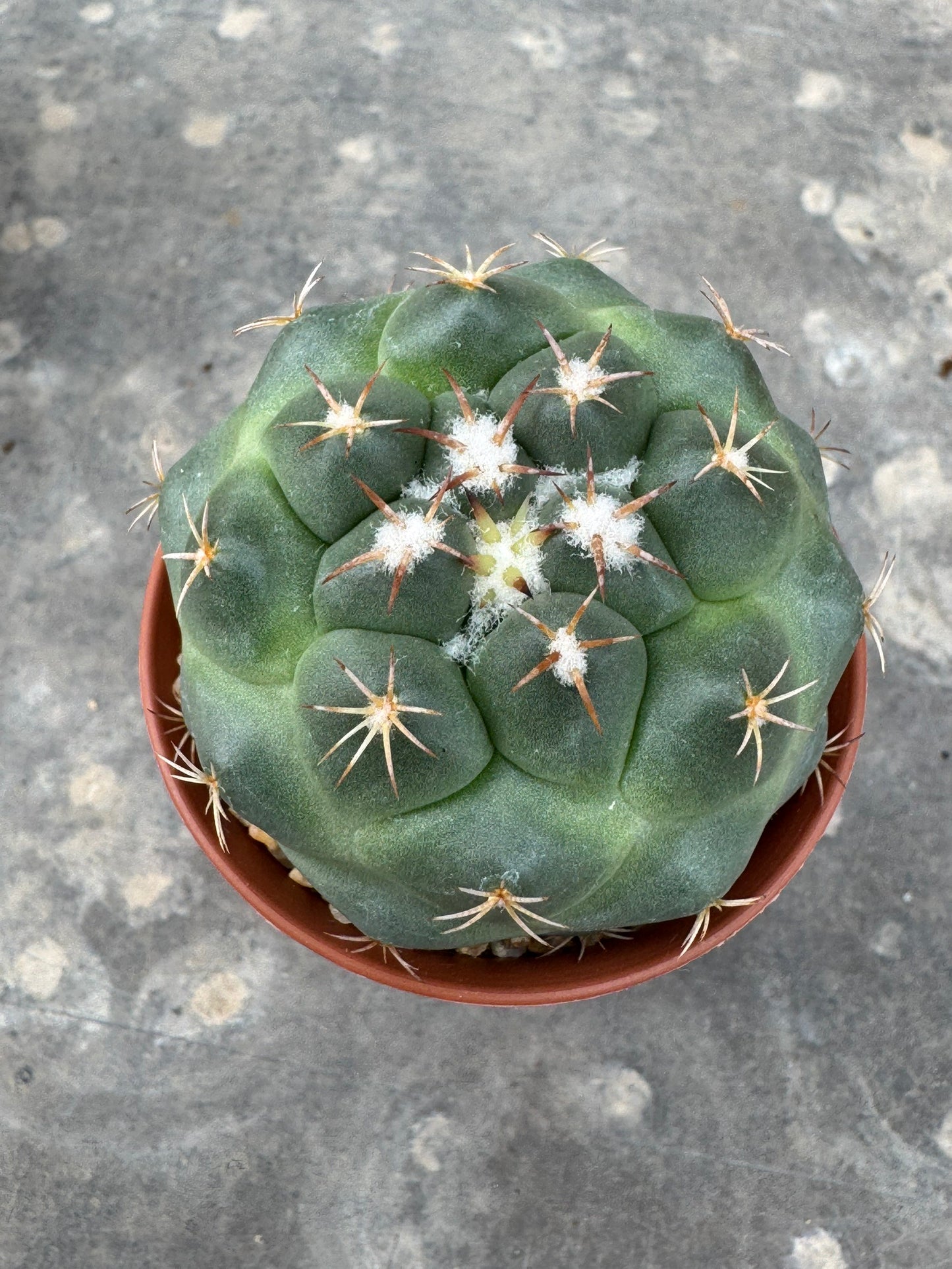 Coryphantha bumamma 'Green' (Japan Clone) – Premium Rooted Offshoot