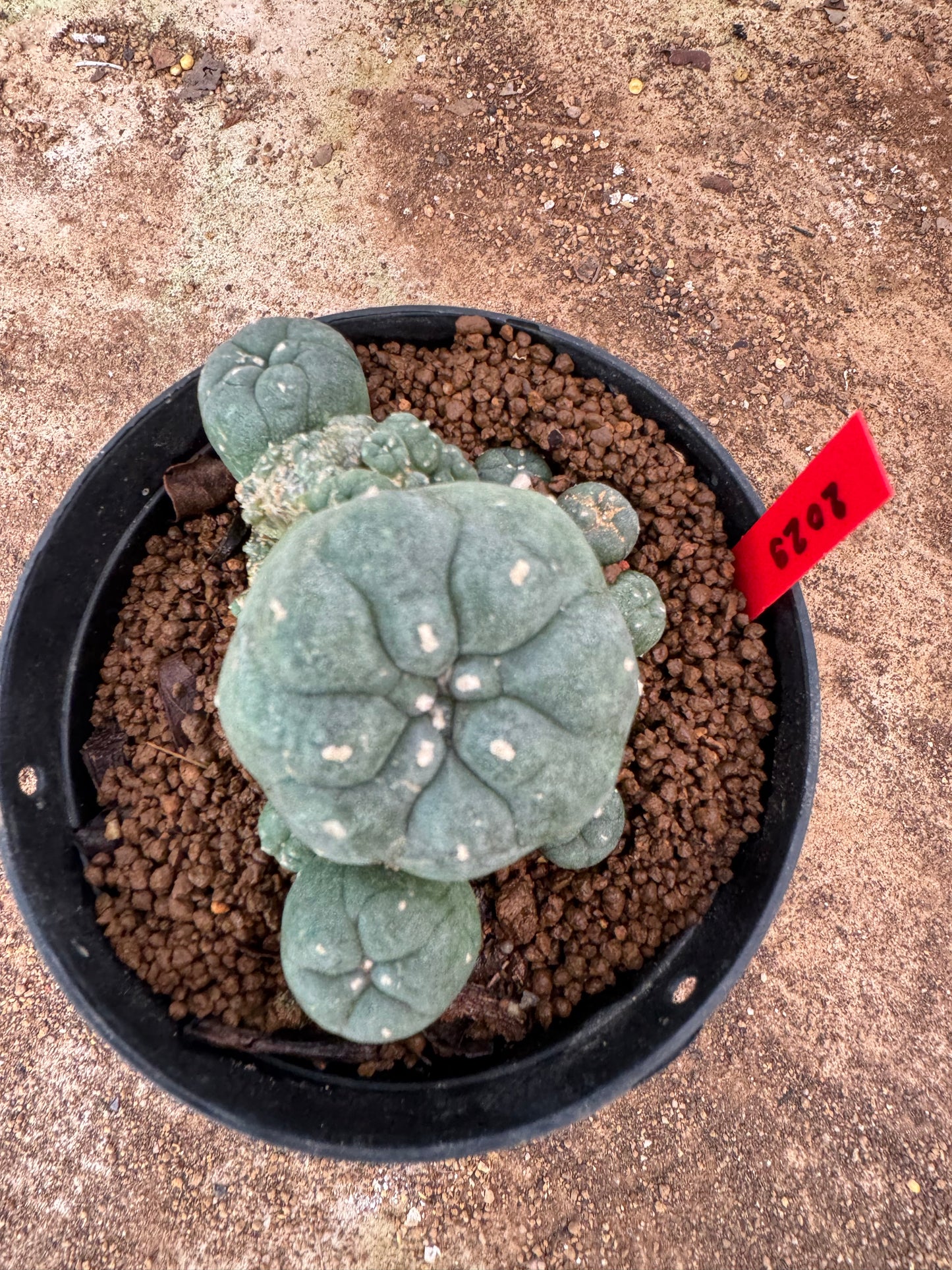 Lophophora williamsii – Peyote Cactus (6–7 cm, Own Root)