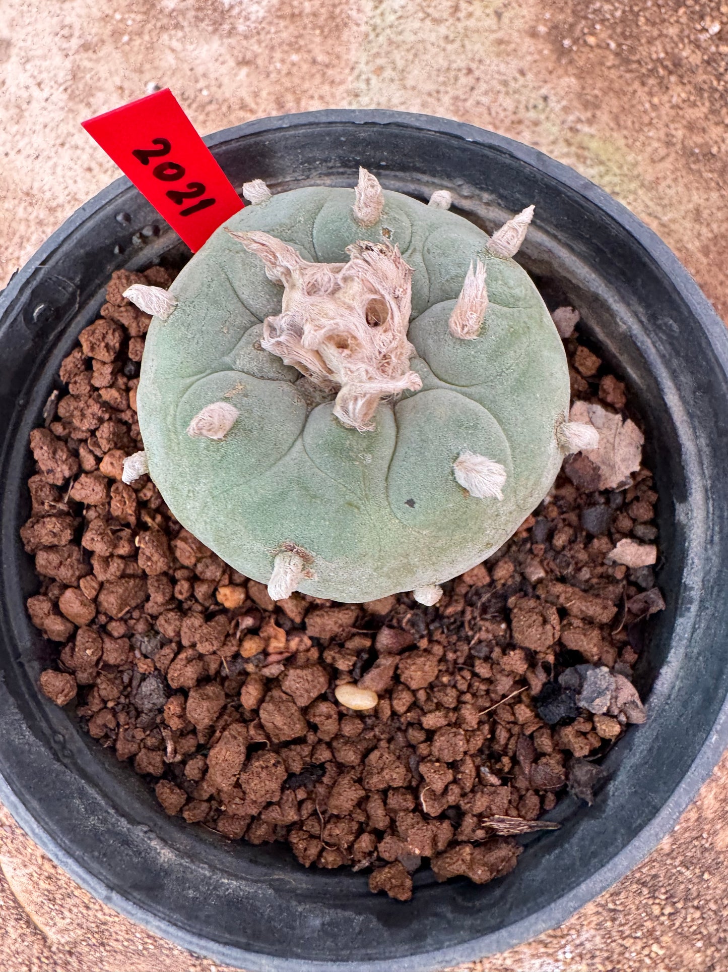 Lophophora williamsii – Peyote Cactus (6–7 cm, Own Root)