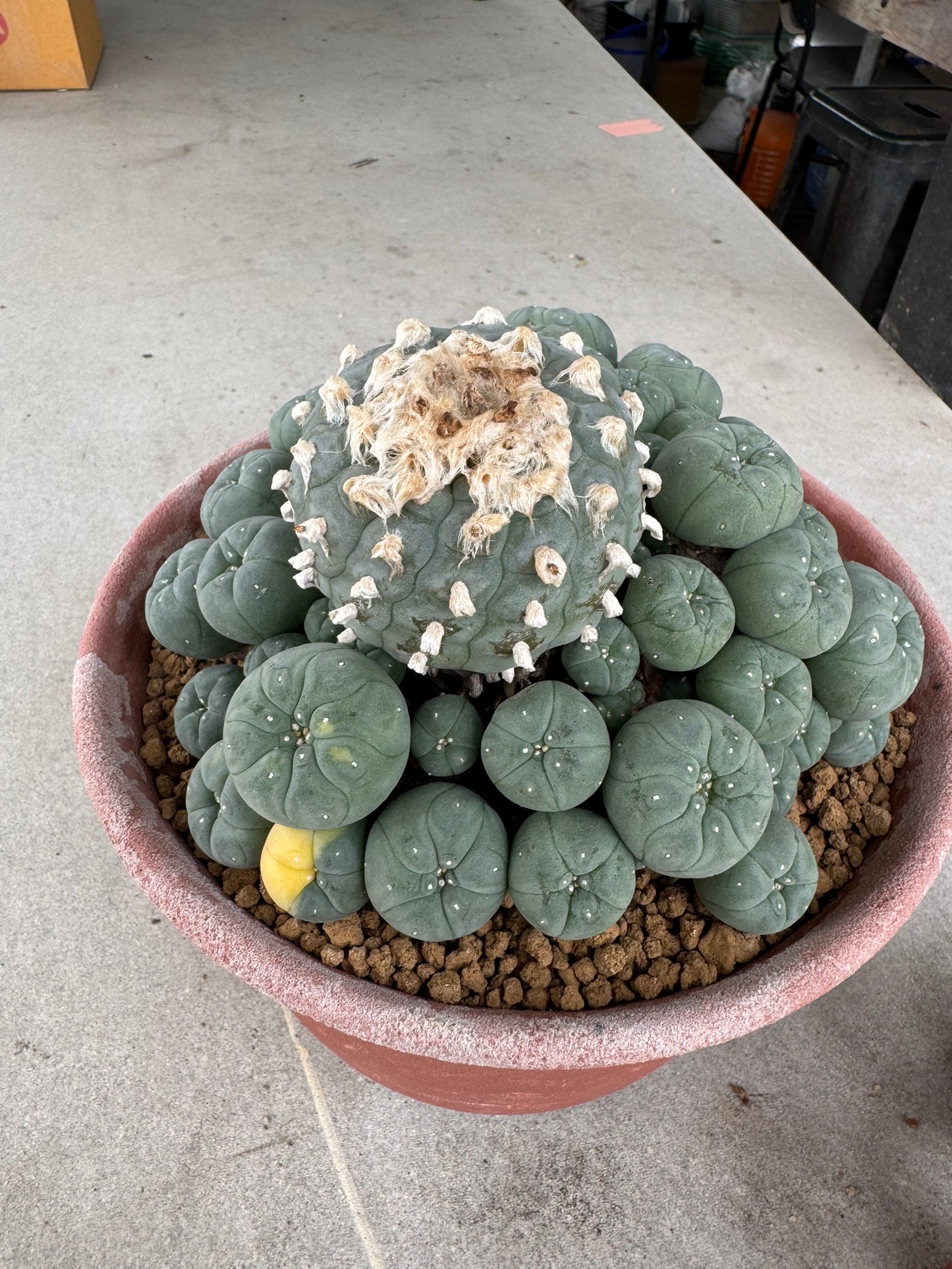 Lophophora williamsii variegated– Peyote Cactus (Seed Grown, 3-3.5 cm, Own Root) 30 years old