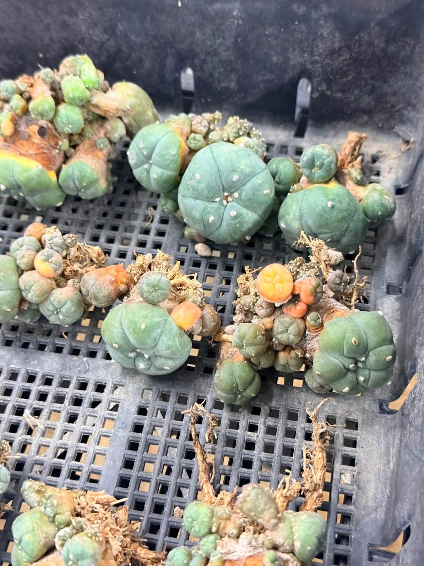 50 Lophophora williamsii (15 Variegated & 35 Normal) – Peyote Cactus (Seed Grown, 3-3.5 cm, Own Root) 12 years old
