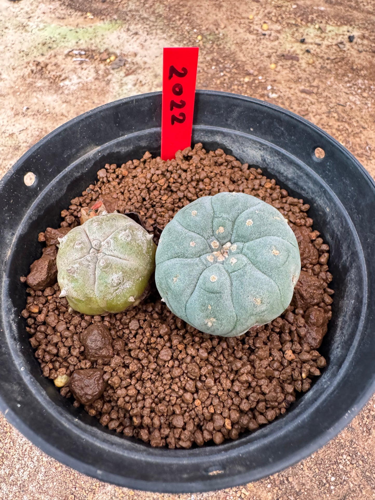 Lophophora williamsii – Peyote Cactus (6–7 cm, Own Root)