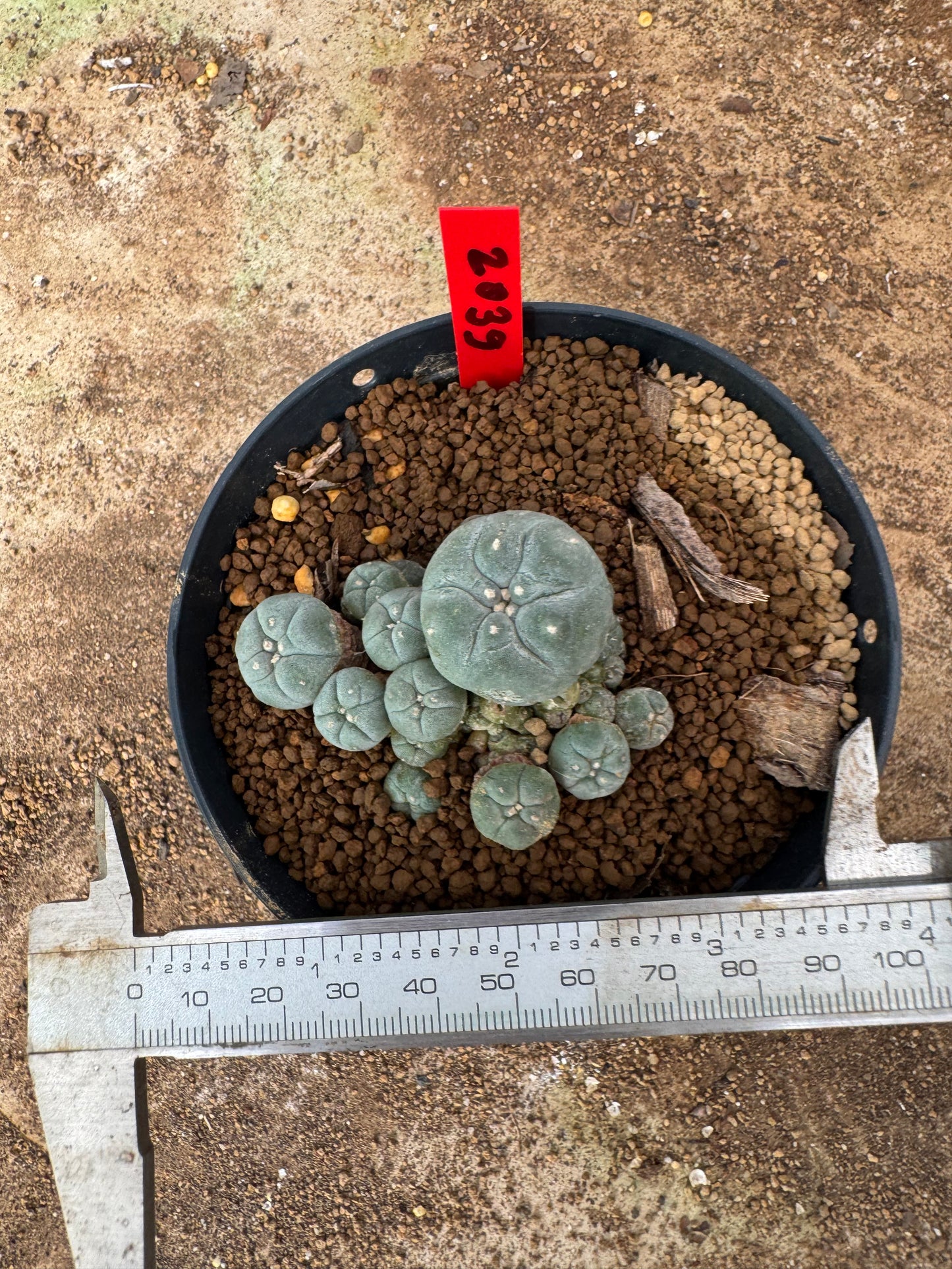 Lophophora williamsii – Peyote Cactus (4-6 cm, Own Root)