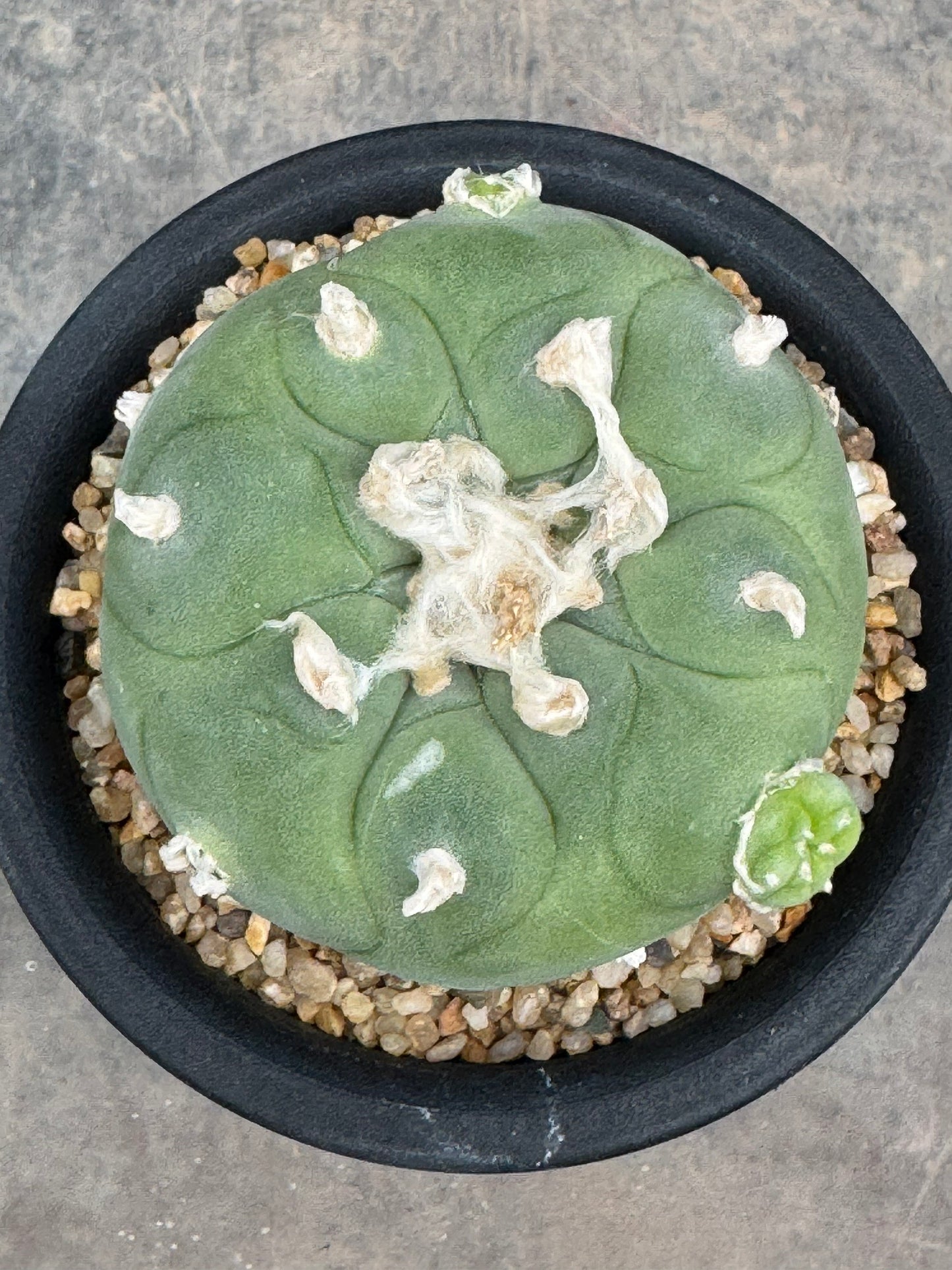 Lophophora diffusa – Peyote Cactus (Seed Grown, 4-5 cm, Own Root) 8 years old
