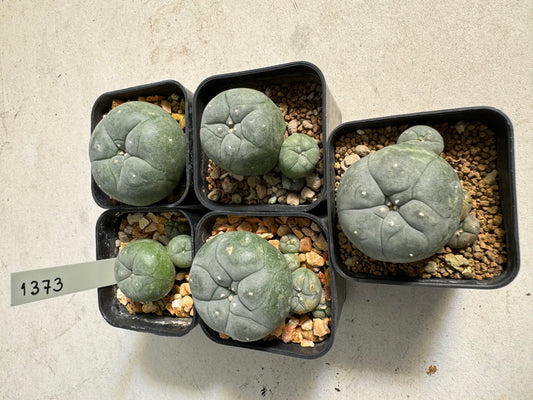 Lophophora williamsii – Peyote Cactus (6–7 cm, Own Root)
