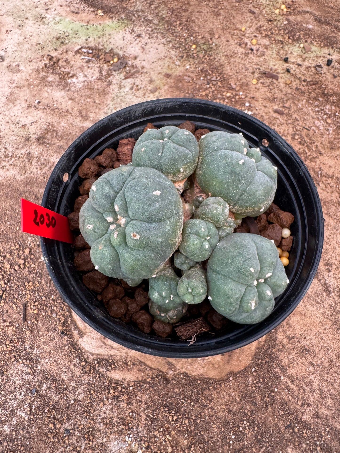 Lophophora williamsii – Peyote Cactus (6–7 cm, Own Root)