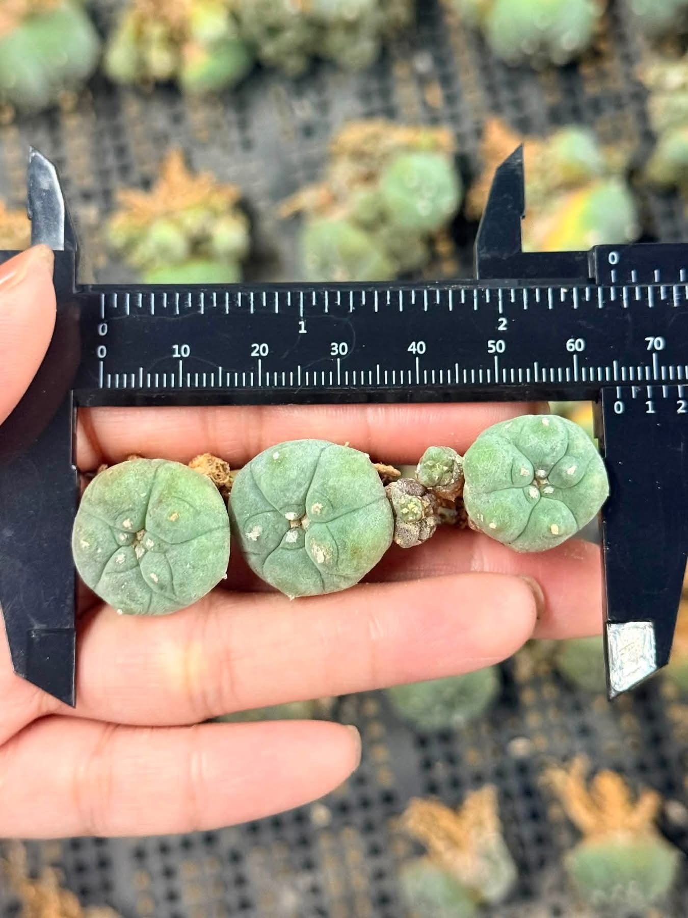 50 Lophophora williamsii (15 Variegated & 35 Normal) – Peyote Cactus (Seed Grown, 3-3.5 cm, Own Root) 12 years old