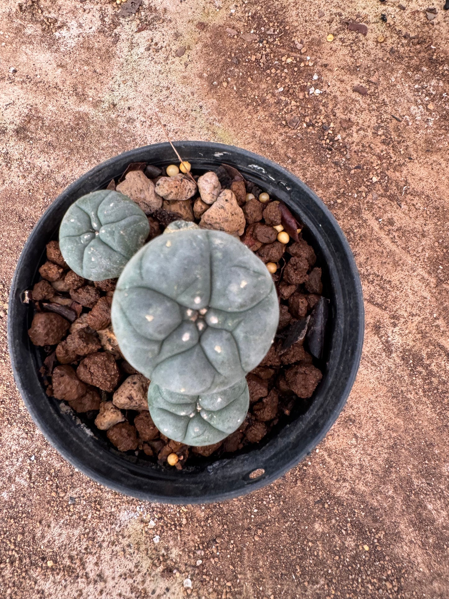 Lophophora williamsii – Peyote Cactus (4-6 cm, Own Root)