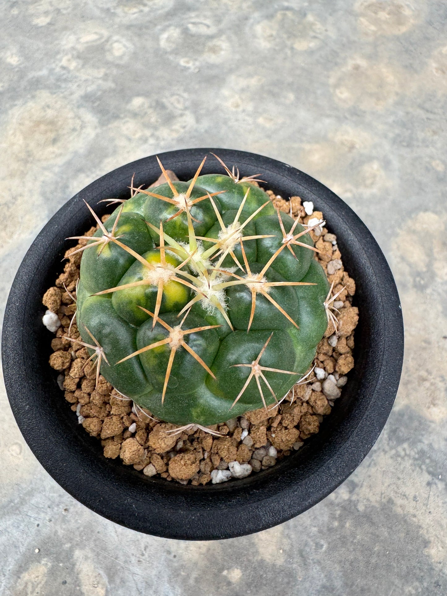Coryphantha elephantidens | Well-Rooted Cactus Cutting (Large Tubercle Form)