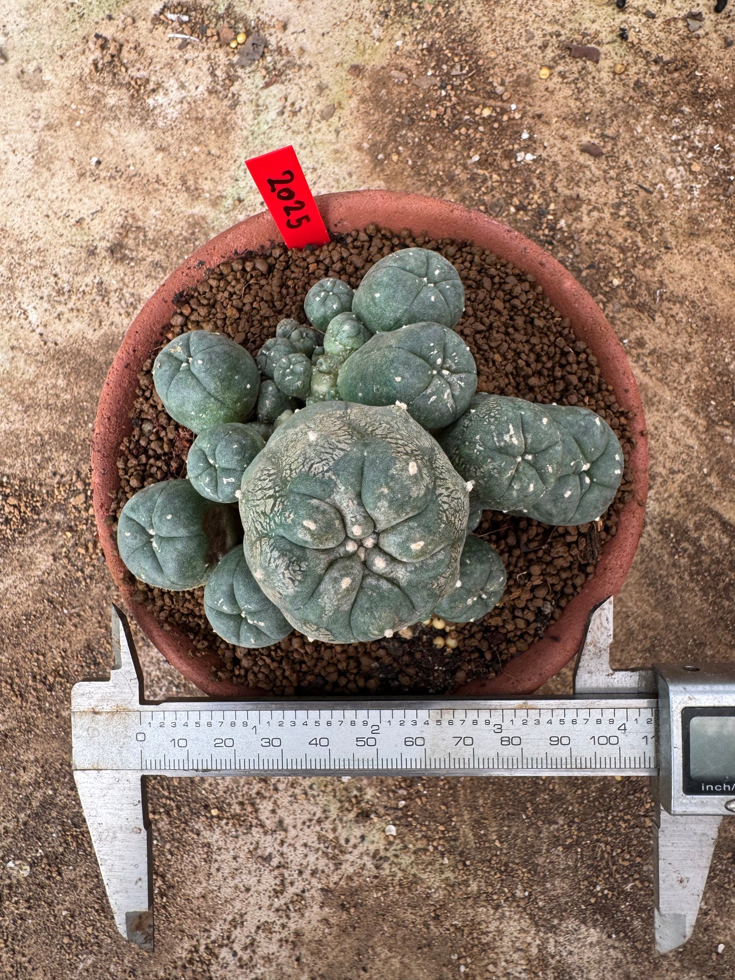 Lophophora williamsii – Peyote Cactus (6–7 cm, Own Root)
