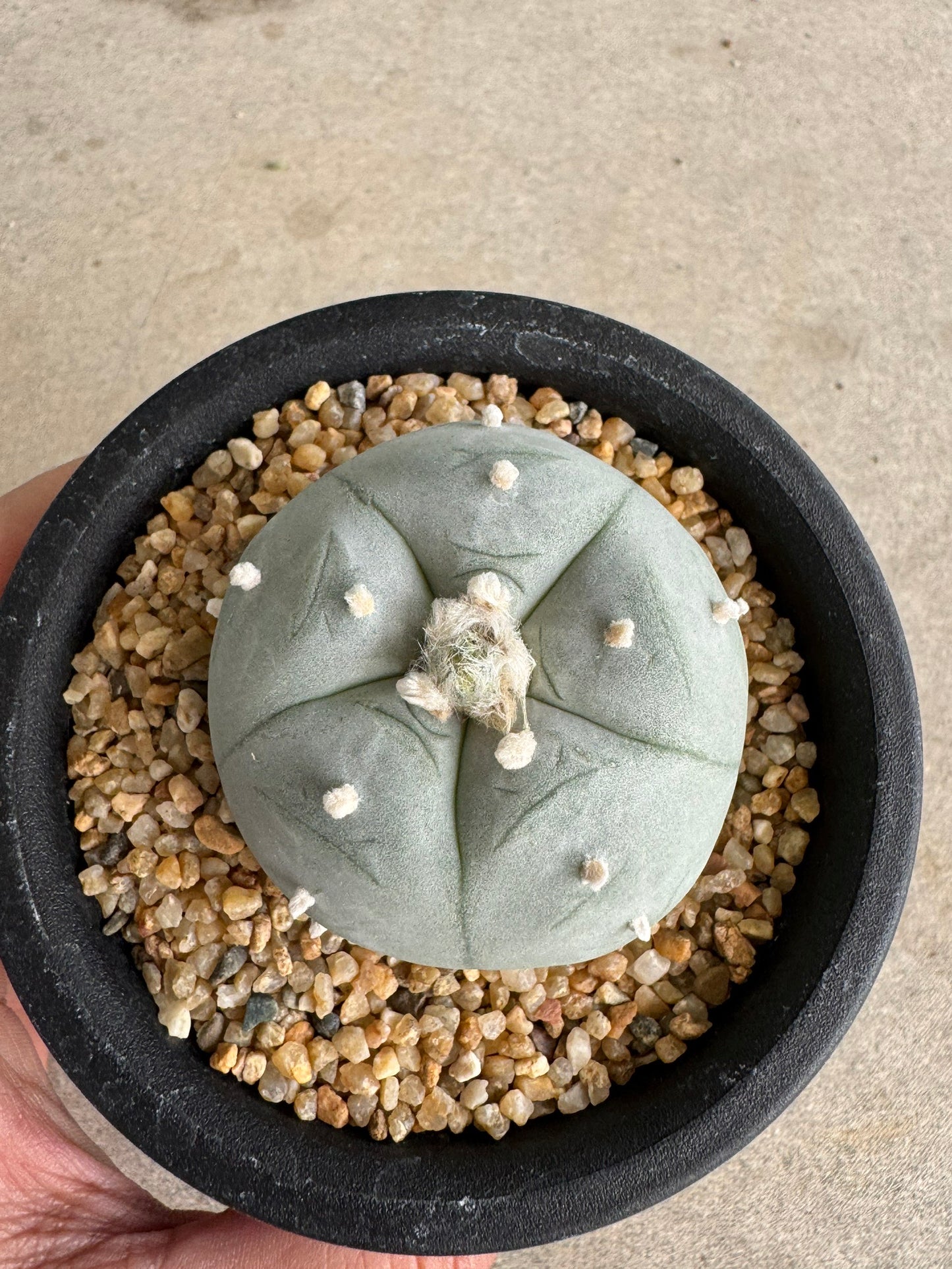 Lophophora williamsii v. texana (Seed-Grown) – Authentic Star Cactus