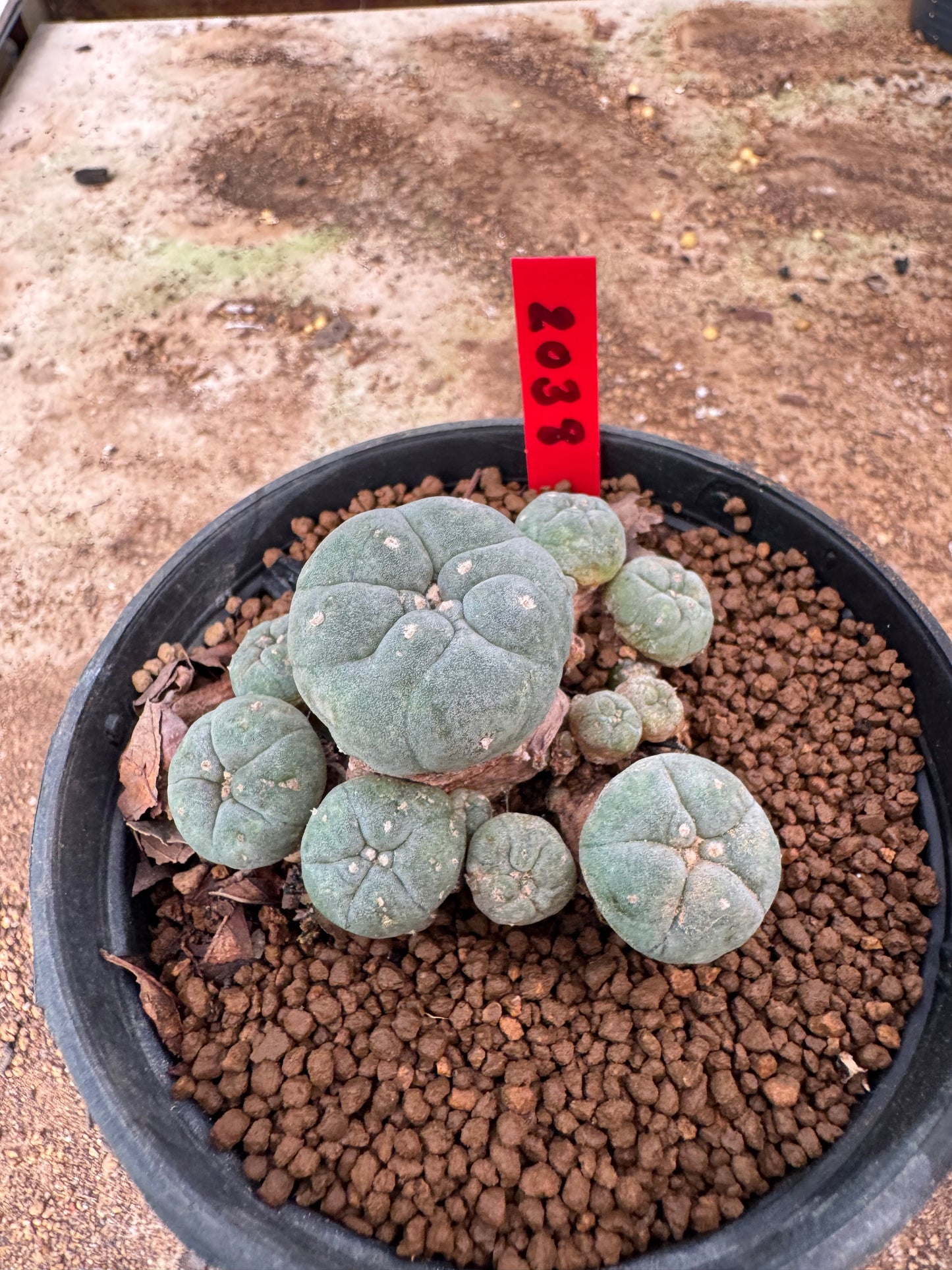 Lophophora williamsii – Peyote Cactus (4-6 cm, Own Root)