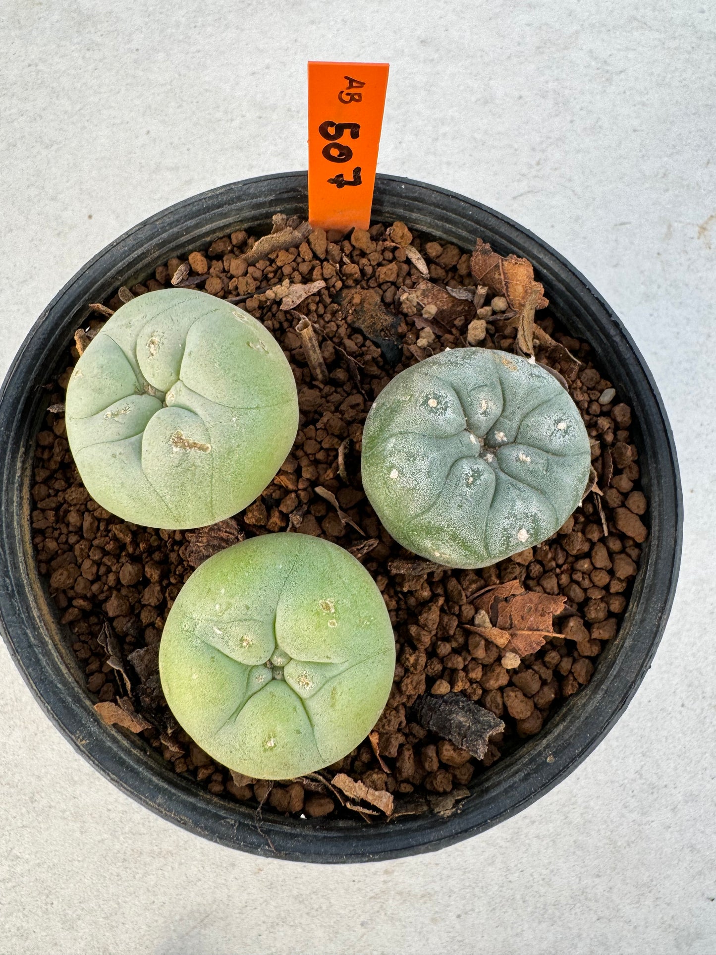 Lophophora diffusa –  Cactus (3-3.5 cm, Own Root)