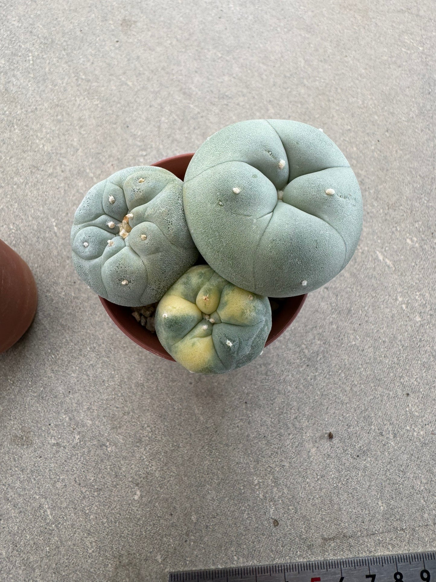 Rare Variegated Lophophora fricii Set | 2-Pot Collector's Bundle