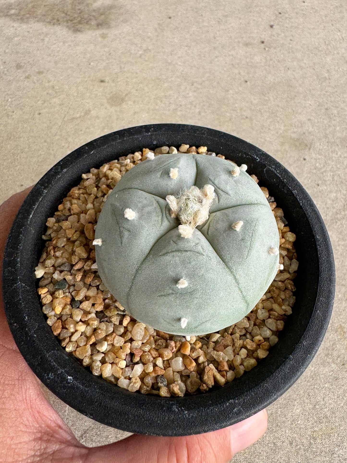 Lophophora williamsii v. texana (Seed-Grown) – Authentic Star Cactus
