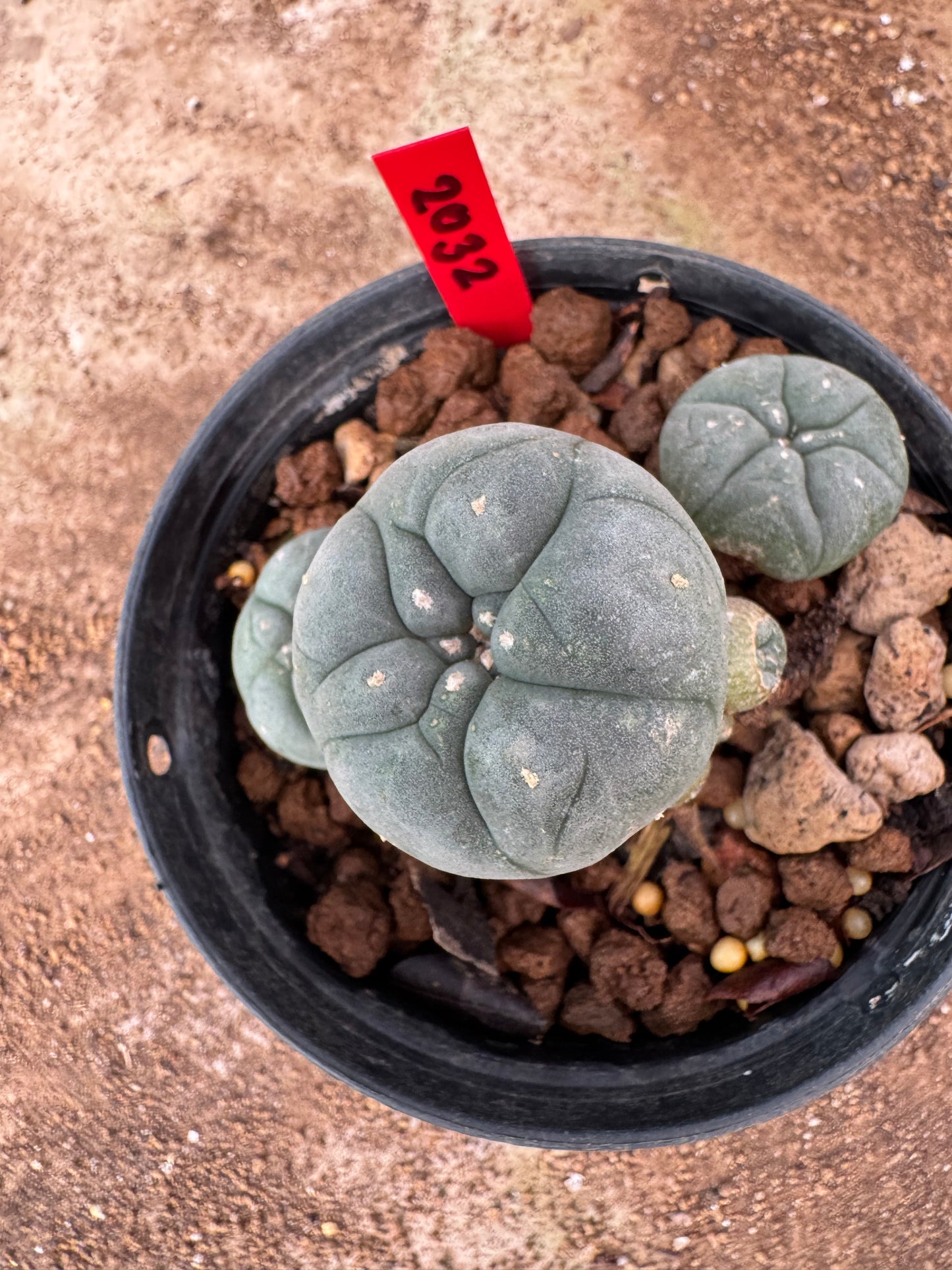Lophophora williamsii – Peyote Cactus (4-6 cm, Own Root)