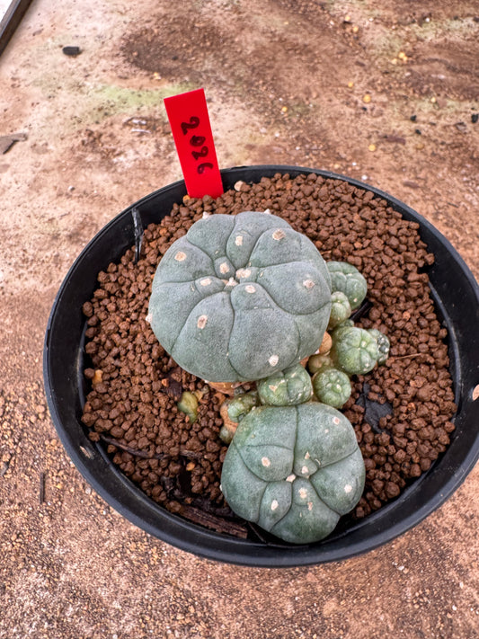 Lophophora williamsii – Peyote Cactus (6–7 cm, Own Root)