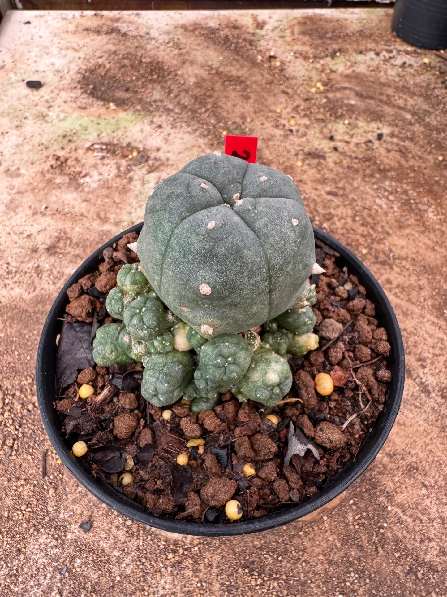 Lophophora williamsii – Peyote Cactus (4-6 cm, Own Root)