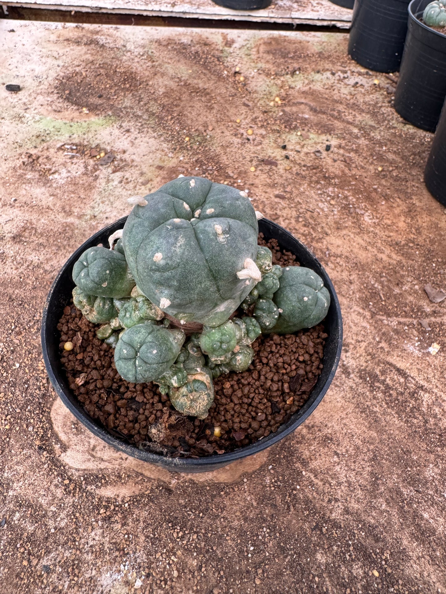 Lophophora williamsii – Peyote Cactus (6–7 cm, Own Root)