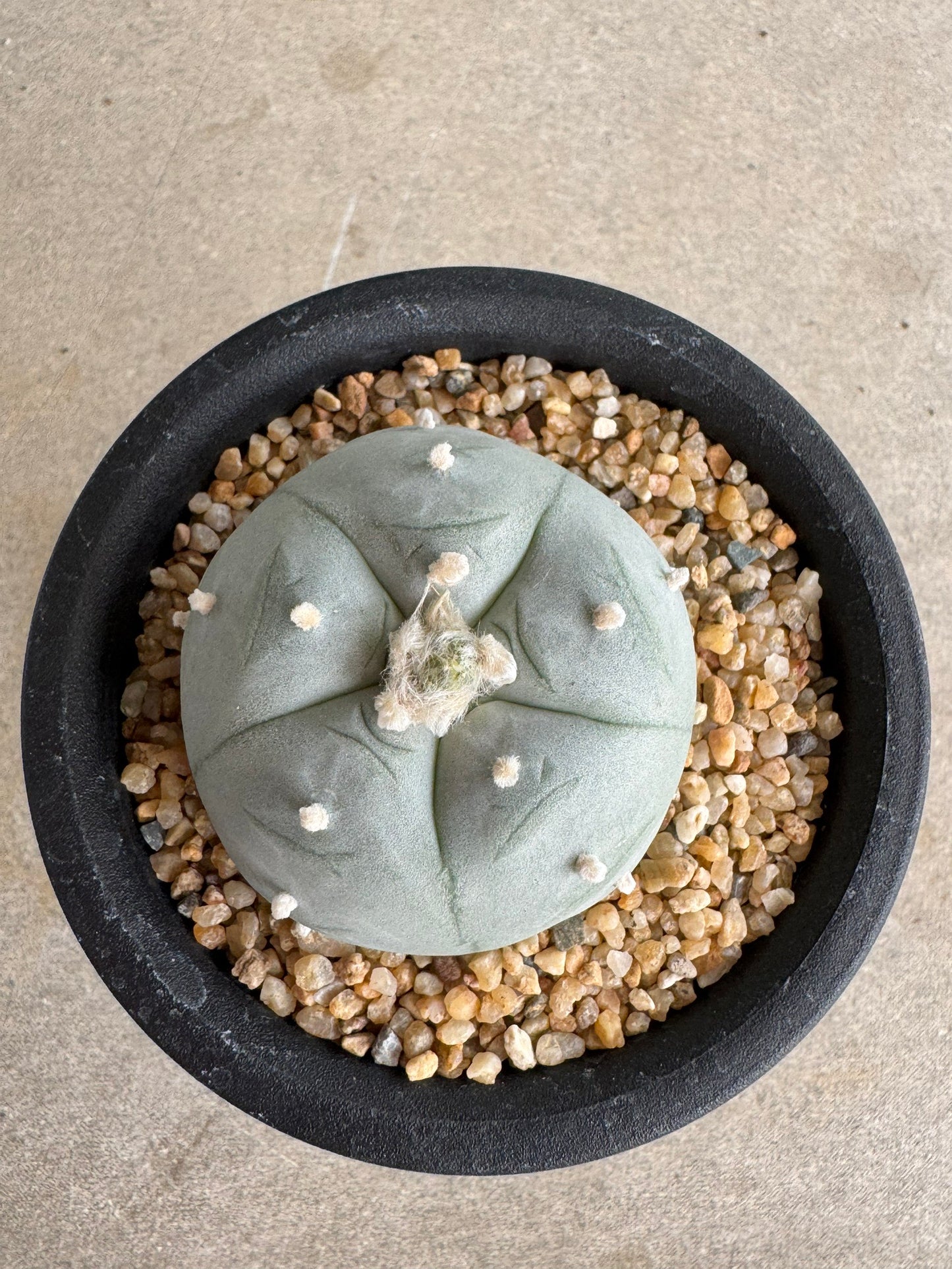 Lophophora williamsii v. texana (Seed-Grown) – Authentic Star Cactus