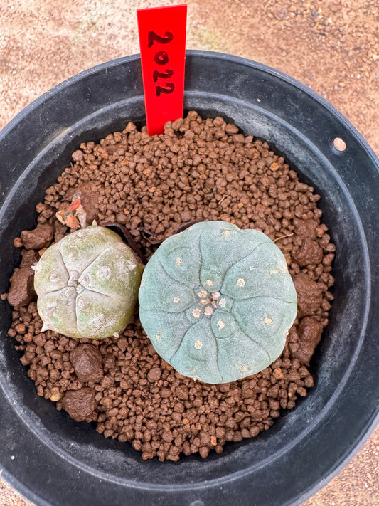 Lophophora williamsii – Peyote Cactus (6–7 cm, Own Root)