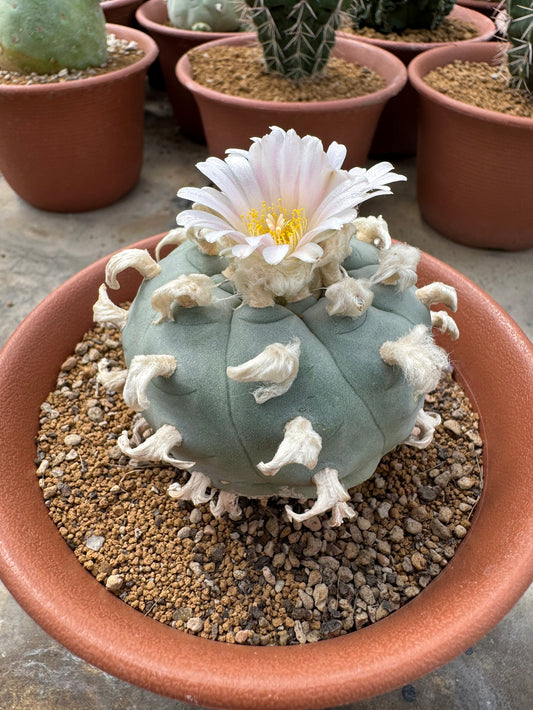 Rare Seed-Grown Lophophora williamsii | Premium Established Seedling (Own Roots)