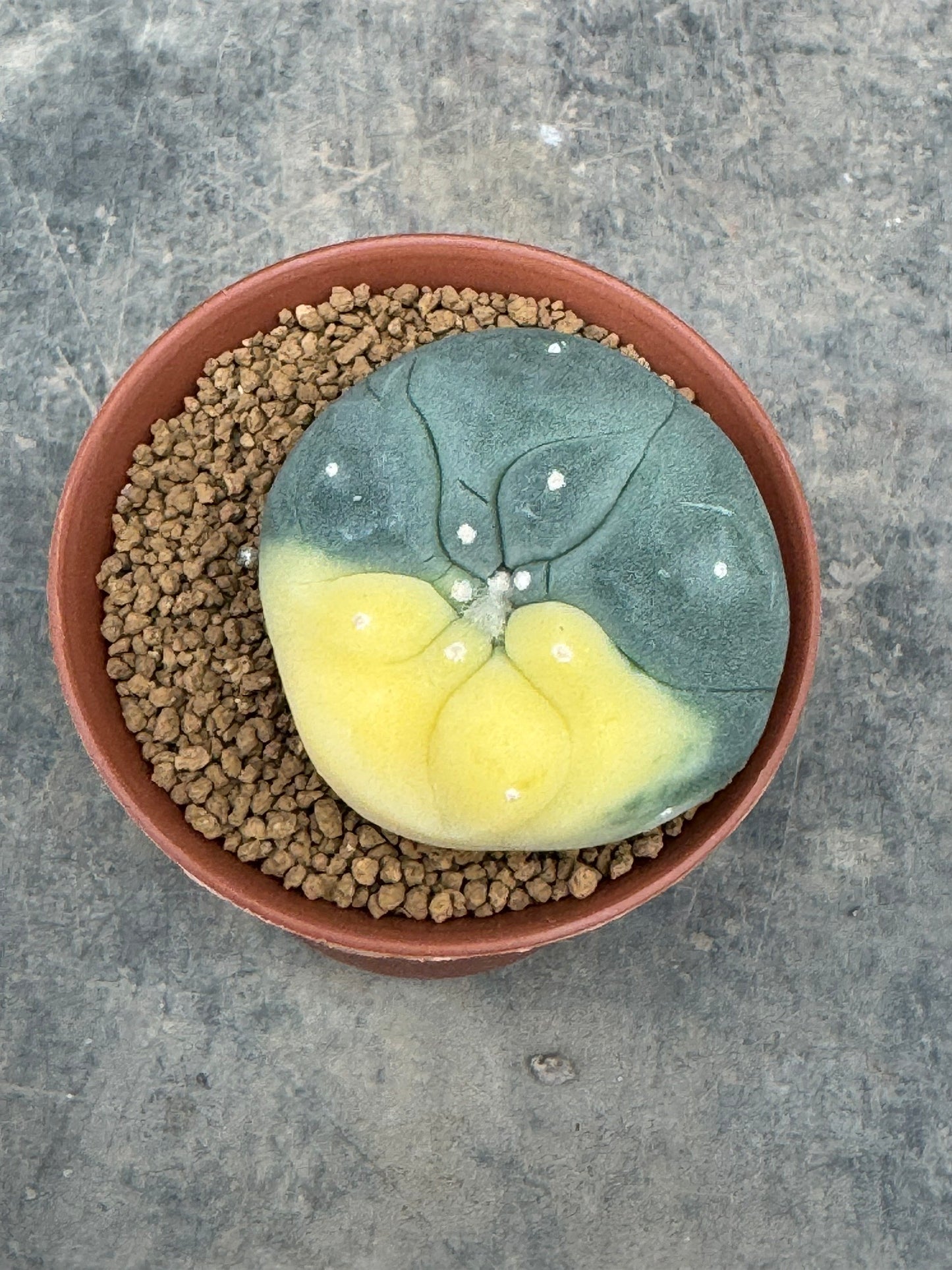 Lophophora williamsii variegate – Peyote Cactus (Seed Grown, 2-3 cm, Own Root) 10 years old