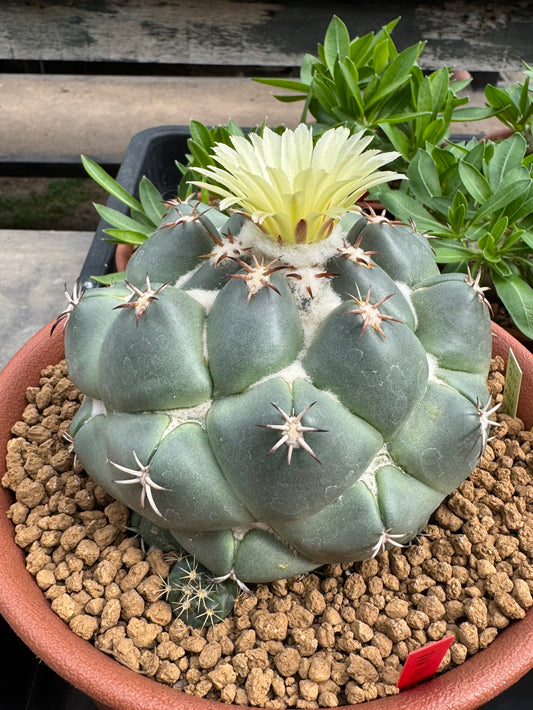 Coryphantha bumamma 'Green' (Japan Clone) – Premium Rooted Offshoot