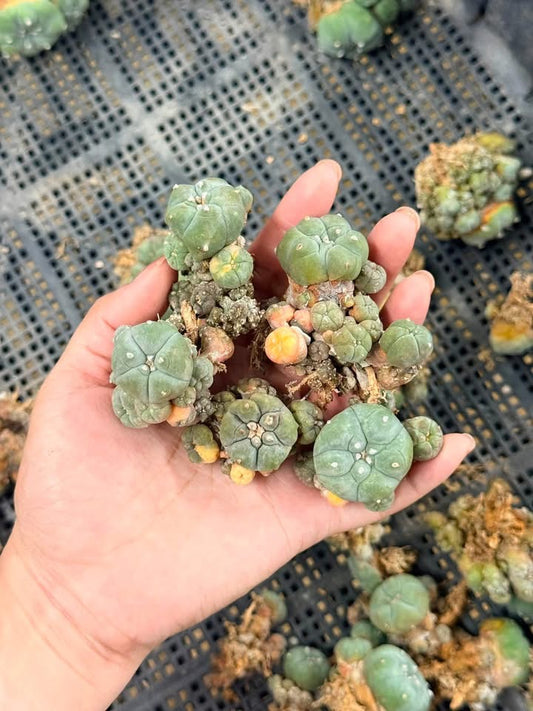 50 Lophophora williamsii (15 Variegated & 35 Normal) – Peyote Cactus (Seed Grown, 3-3.5 cm, Own Root) 12 years old
