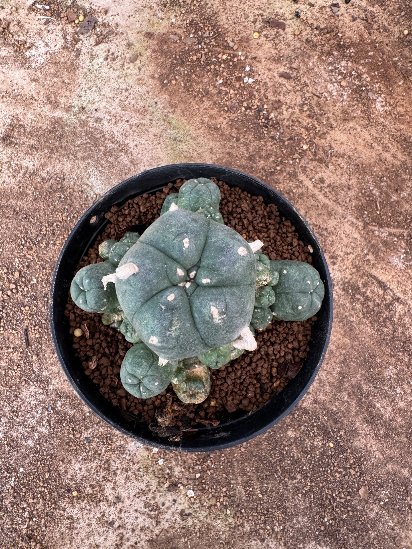 Lophophora williamsii – Peyote Cactus (6–7 cm, Own Root)