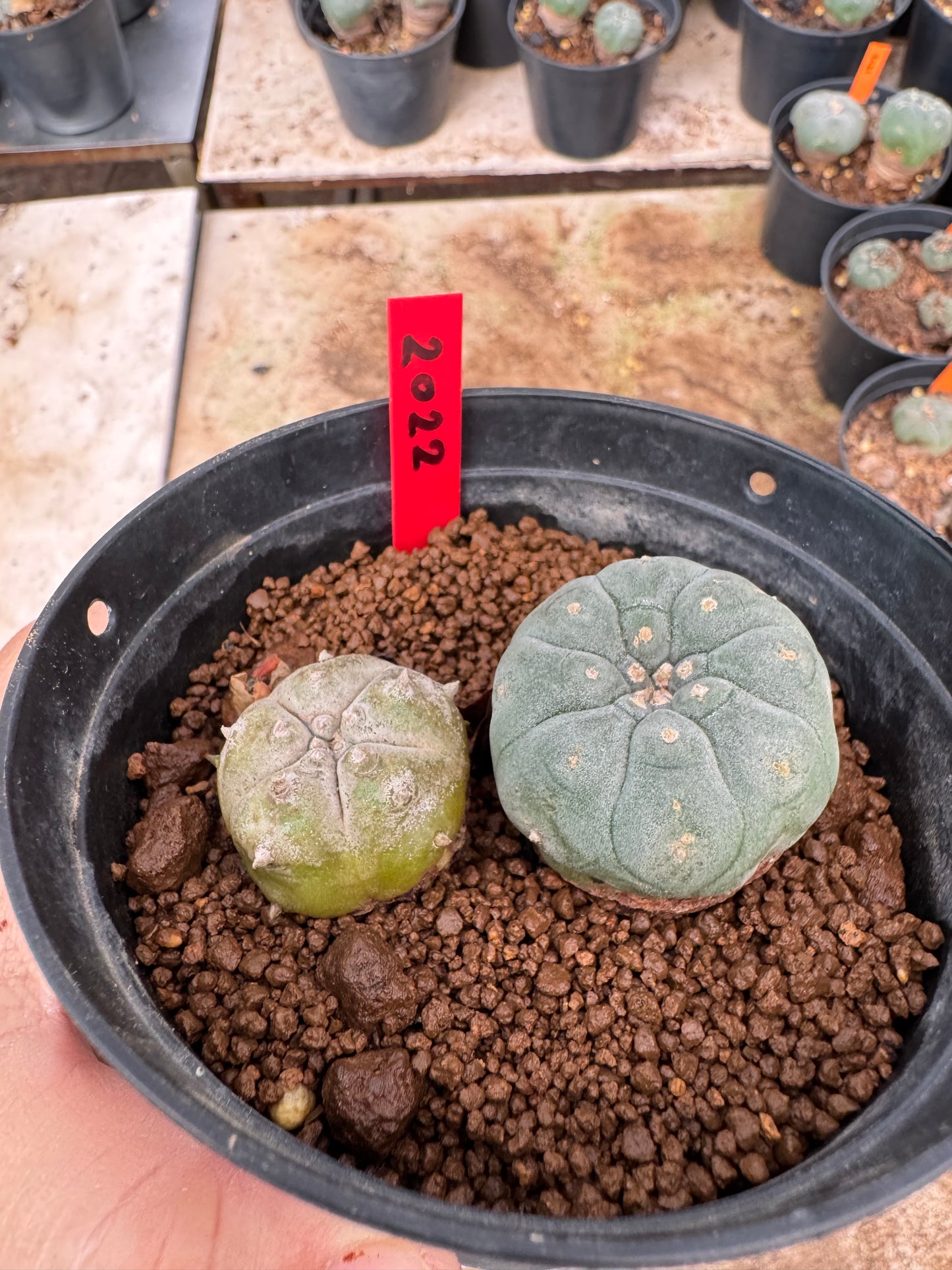 Lophophora williamsii – Peyote Cactus (6–7 cm, Own Root)
