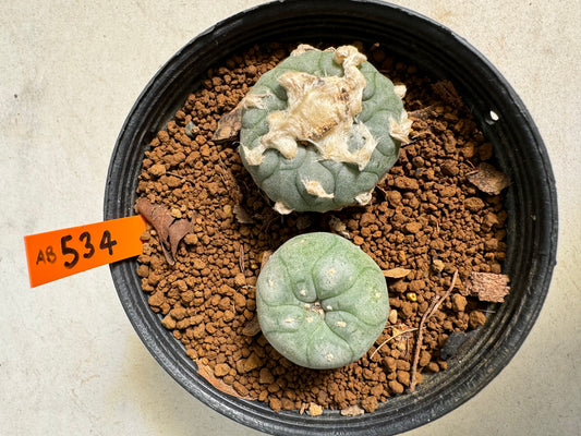 Lophophora williamsii – Peyote Cactus (6–7 cm, Own Root)