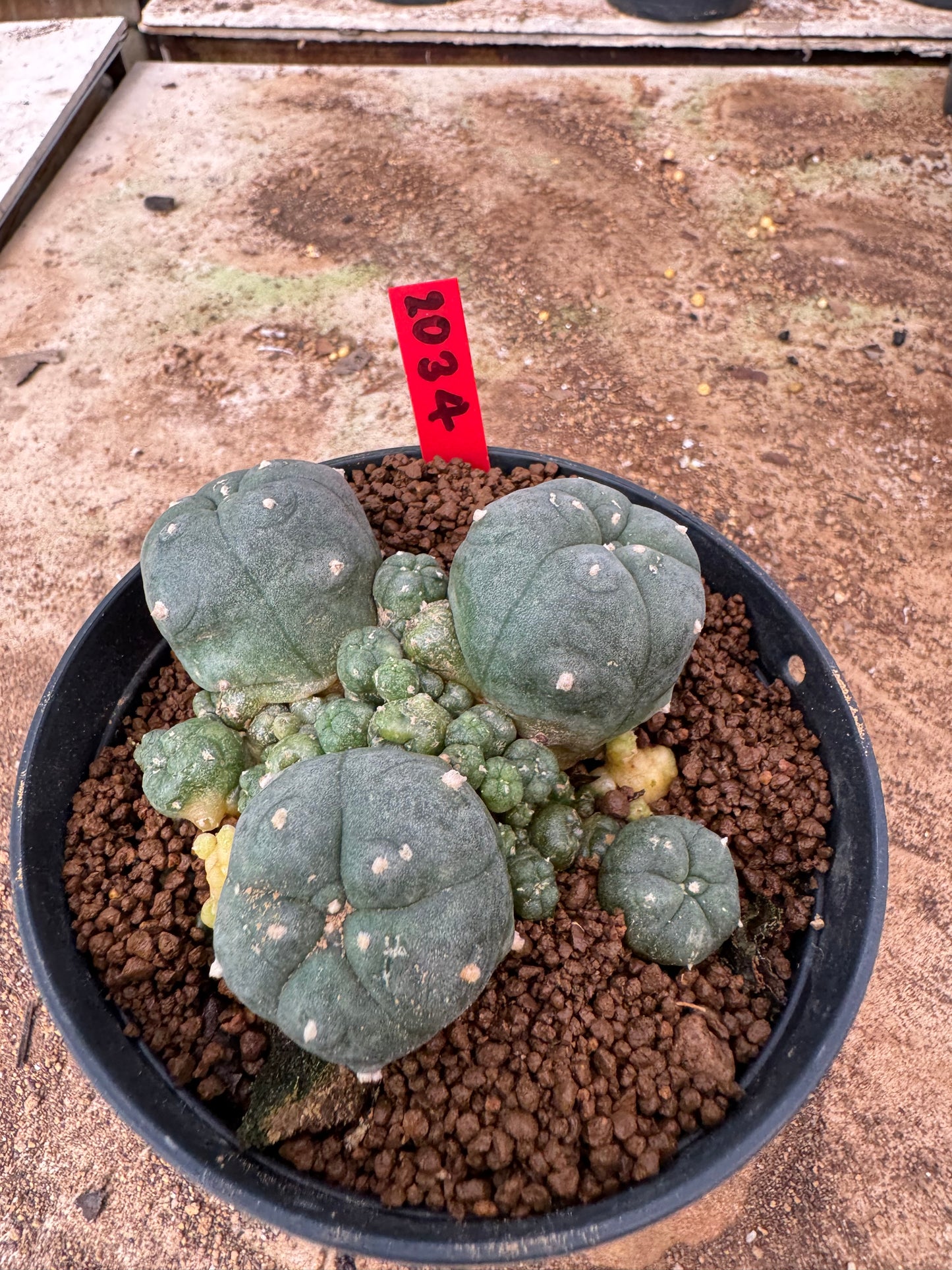 Lophophora williamsii – Peyote Cactus (4-6 cm, Own Root)