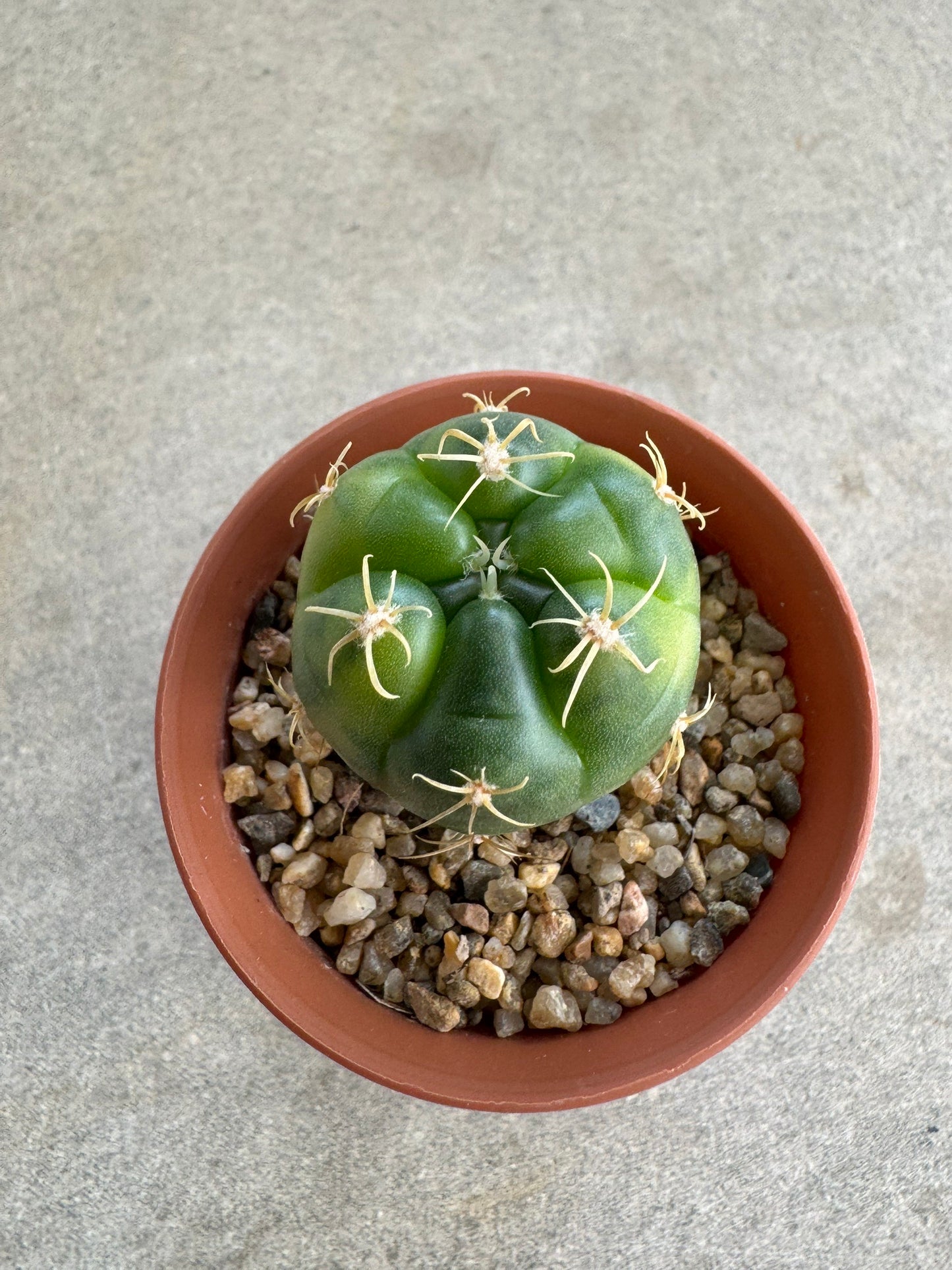 Rare Gymnocalycium denudatum 'Kiomaru' Variegated | Premium Collector's Cactus size 3-4 cm