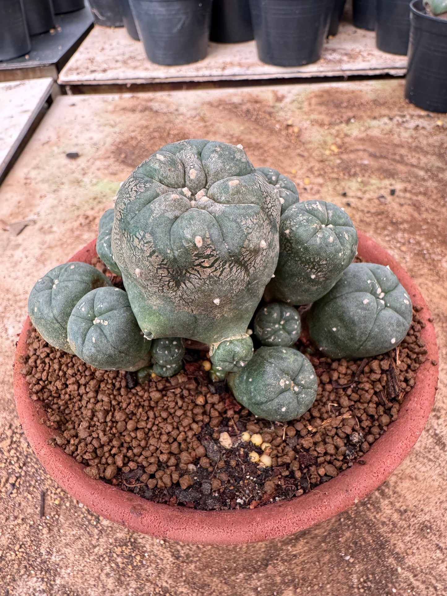 Lophophora williamsii – Peyote Cactus (6–7 cm, Own Root)