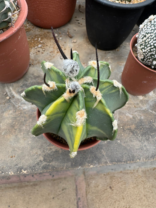 Astrophytum capricorne v. crassispinum | Premium Seed-Grown Nudum Goat's Horn Cactus