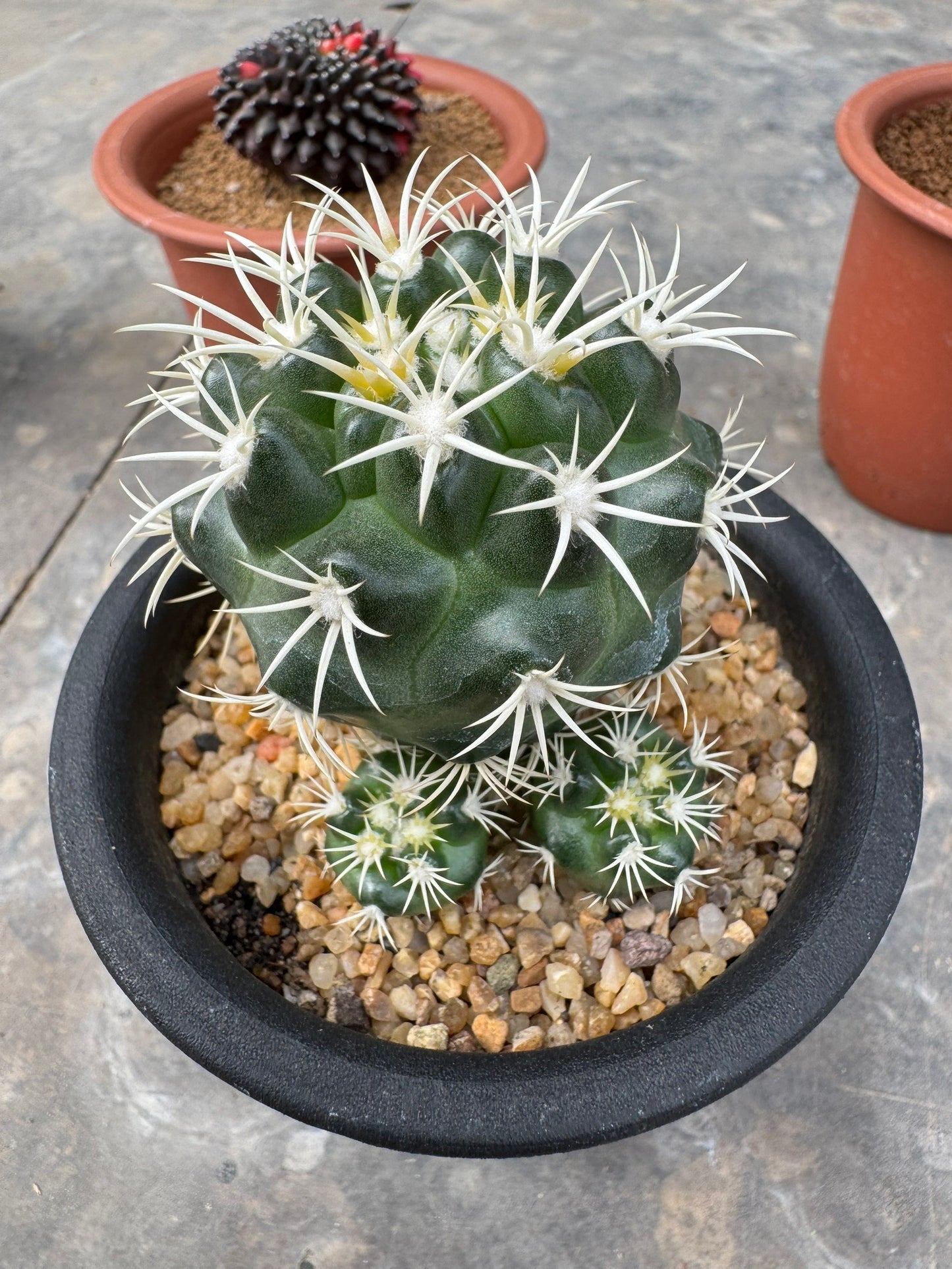 Discocactus zehntneri ssp. alagoinhensis (Rooted Cutting) – Size 6-7 cm