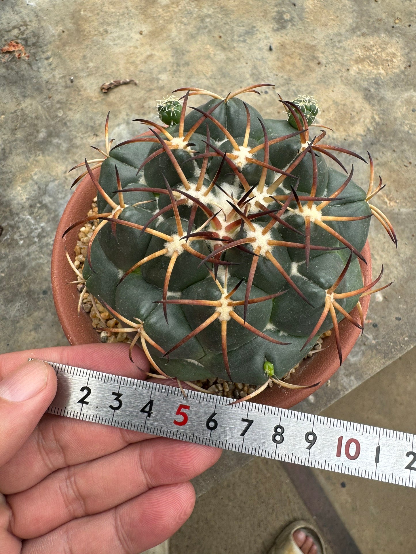 Rare Coryphantha elephantidens | Black Spine Variant Cactus (Rooted Cutting)